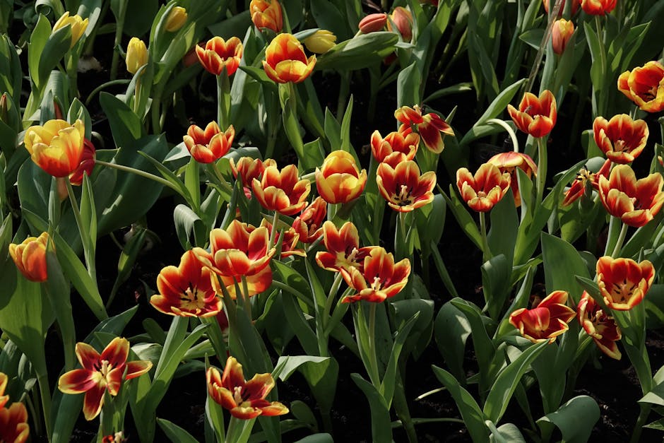 A vibrant cluster of tulips with red and yellow petals, some showing a hint of orange, arranged in a dense floral bed. The tulips have smooth, elongated green leaves and sturdy stems supporting the bl