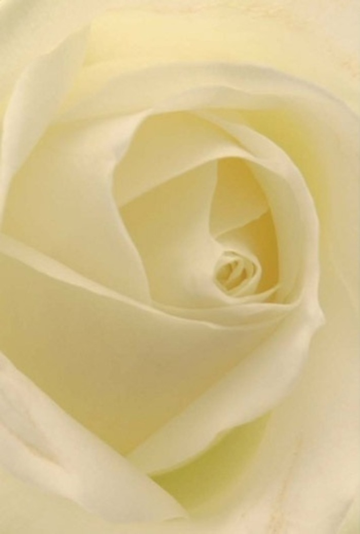 Gazing deeply into the heart of this classic white rose, one is struck by the interplay of softness, meticulous layering, and radiant light-all brought together by the expert touch of a South Hackney florist. The petals, flawlessly spiraled and edged in creamy hues, capture the essence of tranquillity and refinement that defines celebrations and silent moments alike in this diverse London neighbourhood. Light appears to flow through the bloom, as though illuminating it from within-each shade of white and cream blending seamlessly to evoke both purity and gentle resilience. The photograph dwells upon the nuanced shadows and soft highlights, lending the rose a graceful dimensionality, much like beams of sunlight filtering through Hackney's iconic greenery. Perfect for romantic occasions, wedding bouquets, meaningful apologies, or as an elegant centrepiece at a Victoria Park reception, this rose radiates a quiet strength and serenity. Its fragrance, clean and understated, seems to hover in the atmosphere-a silent complement to the artistry of South Hackney Florist. Every petal's arrangement speaks of local expertise and thoughtful intention, making this bloom a fitting tribute to the most heartfelt emotions and cherished memories shared along the towpaths and vibrant streets of the area.